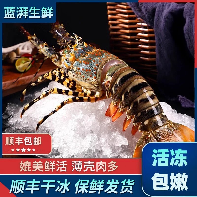 特大龙虾花龙鲜活小青龙奥龙波士顿龙虾冷冻澳龙澳洲龙虾海鲜水产