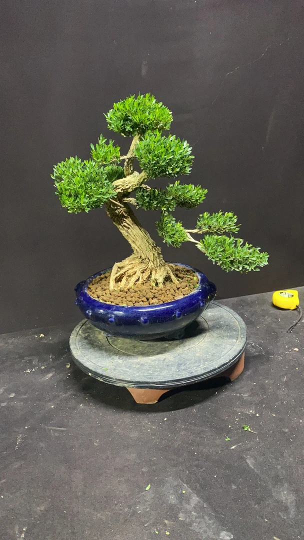 广东黄杨盆景雀舌皱皮黄杨盆景直播一物一拍链接