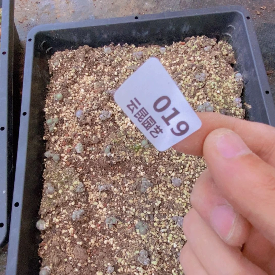 一物一拍。019 不带框