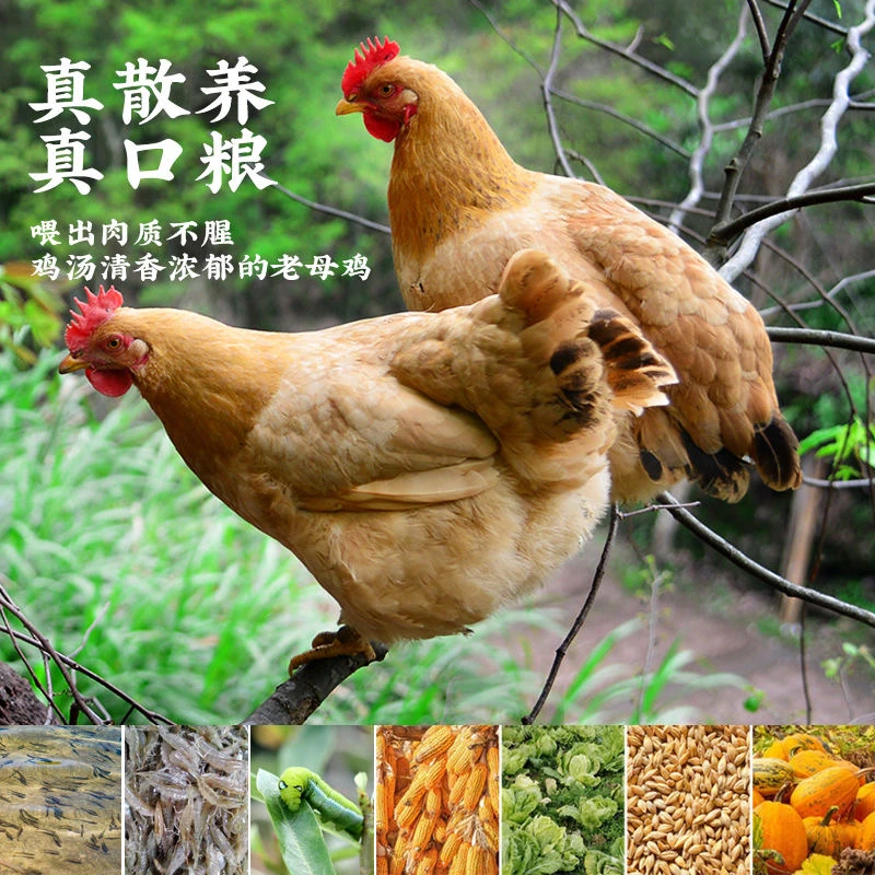 【4只母鸡】散养两年老母鸡4只毛重12斤净重8斤整鸡发货(包内脏)