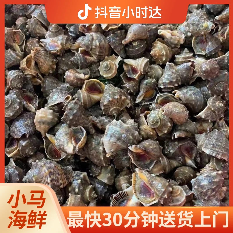 小海螺一只1.5-2两，一份2.5斤可加工，大同人比较常吃的一种小海螺，肉质肥嫩鲜美，口感爽滑，还有很多药用价值。