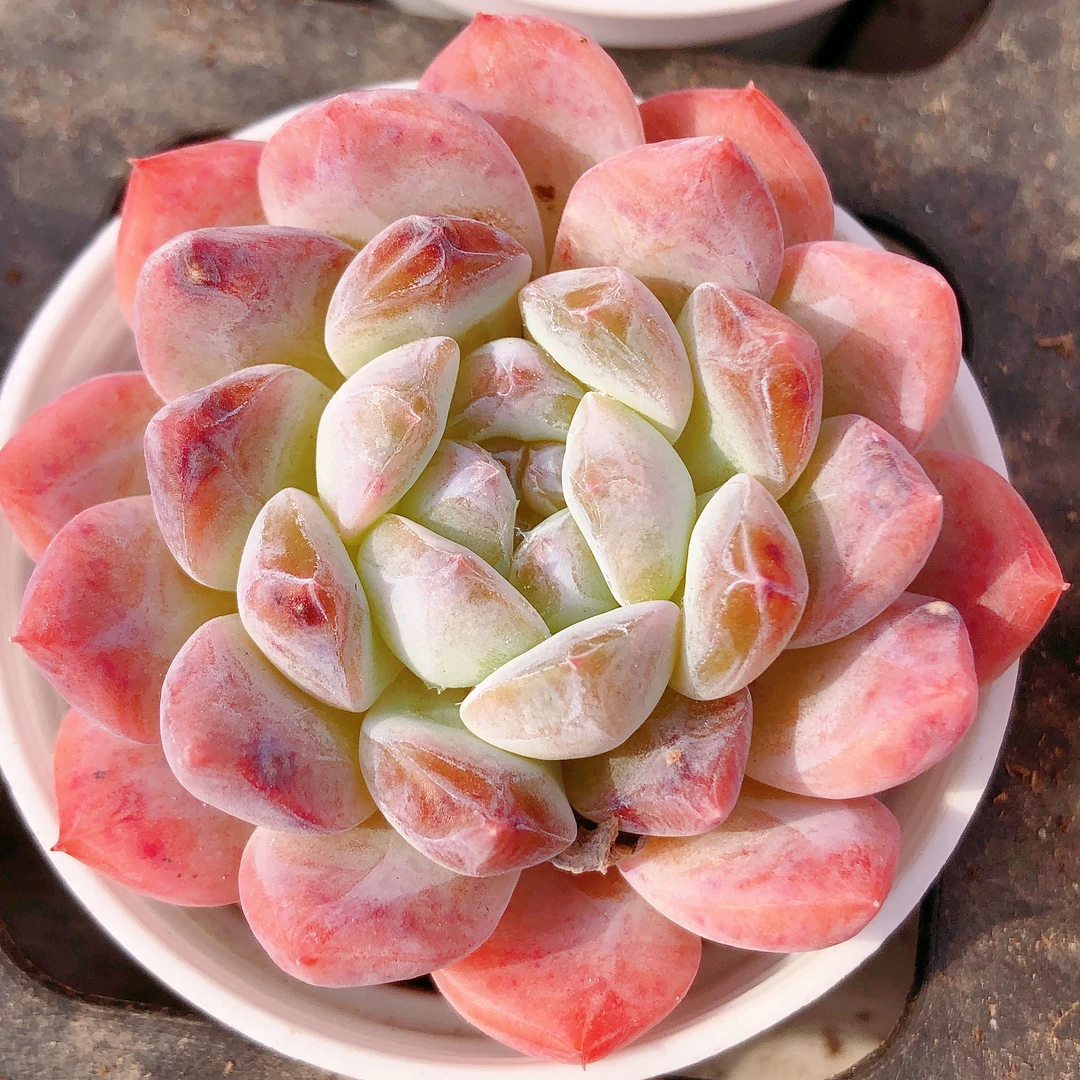 多肉植物   25-3单头糖心冰魄一颗（尺寸4左右）满28包邮