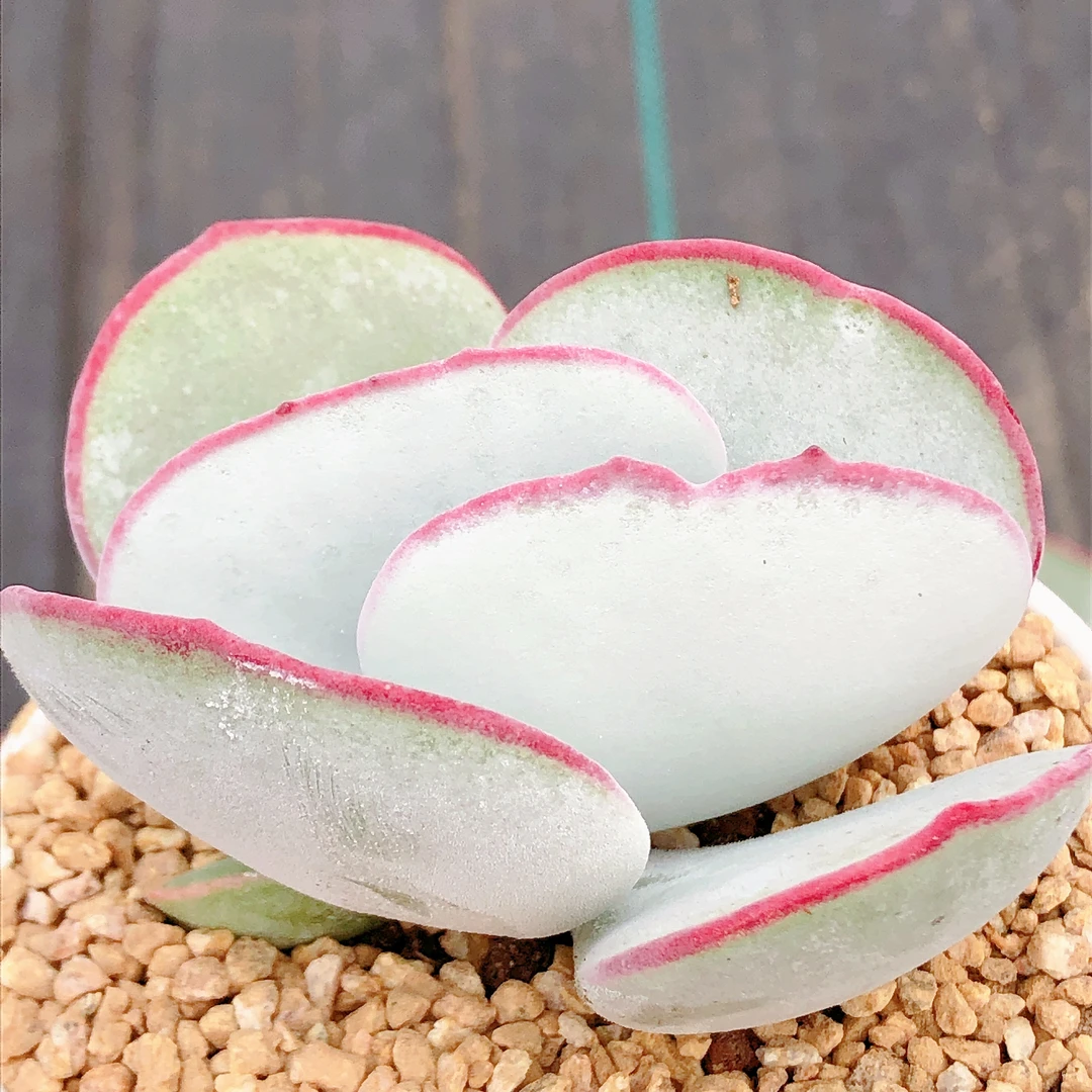 多肉植物  大号白眉一颗（是叶展！！7左右）满28包邮空气具体