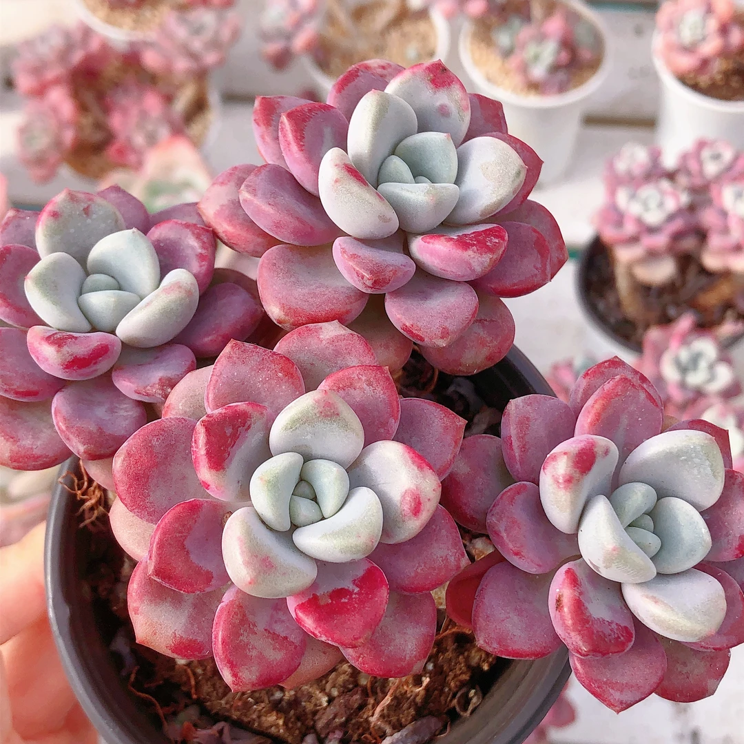 多肉植物   7-13四头起花斑鹿一颗（尺寸8左右）全场满28包邮