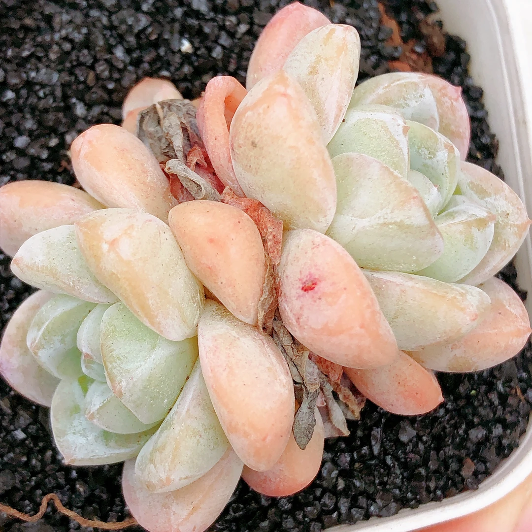 多肉植物   双头白冰一颗（尺寸4左右）满28包邮除偏远