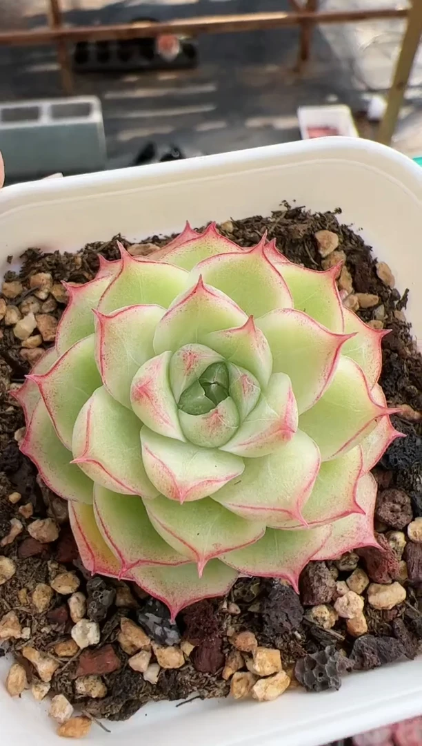 【闪购商品】单头潘多拉一颗