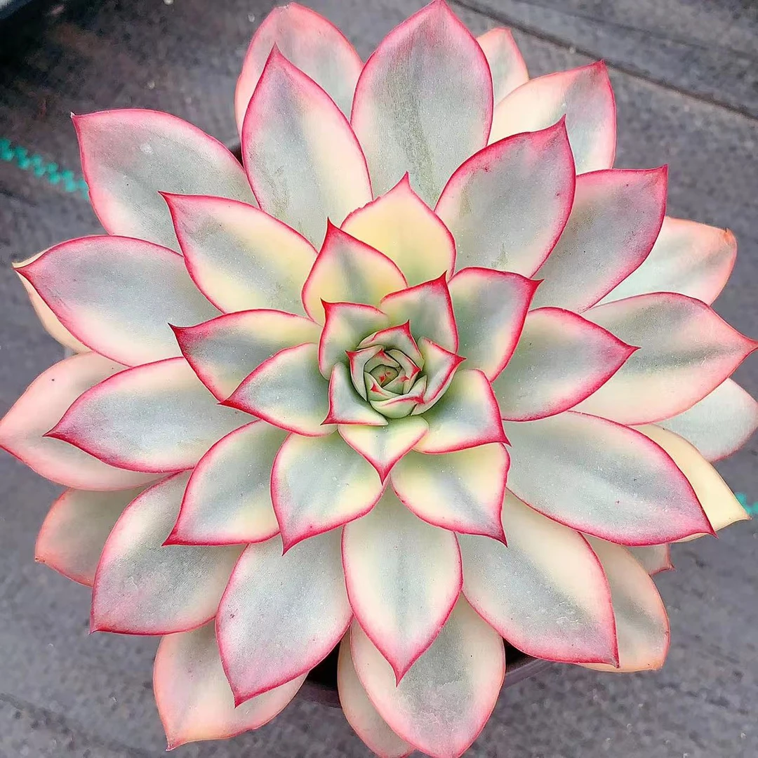 多肉植物 大号单头月光女神锦一颗 (叶展12左右)满28包邮除偏远