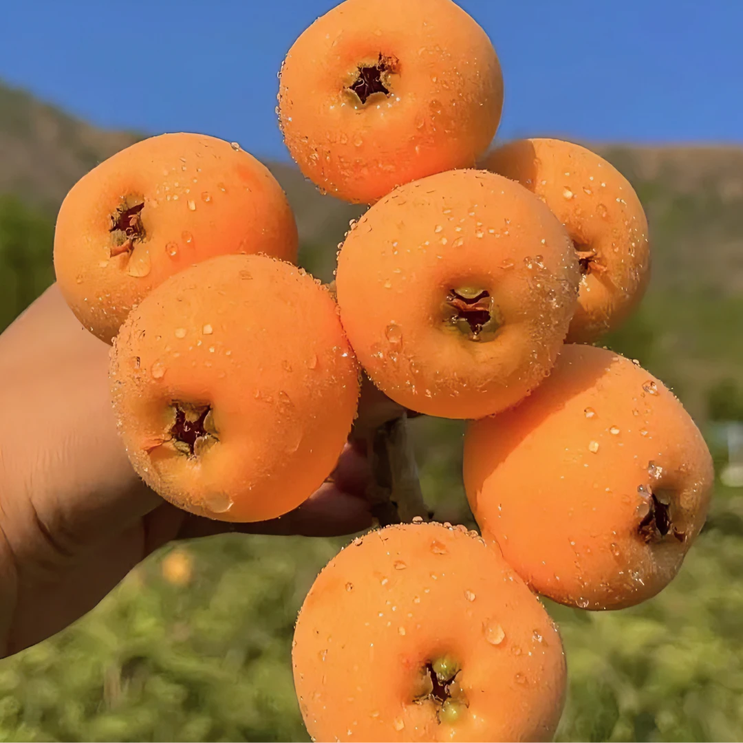 【顺丰包邮】四川高山露天种植五星大枇杷现摘现发新鲜多汁皮薄肉厚