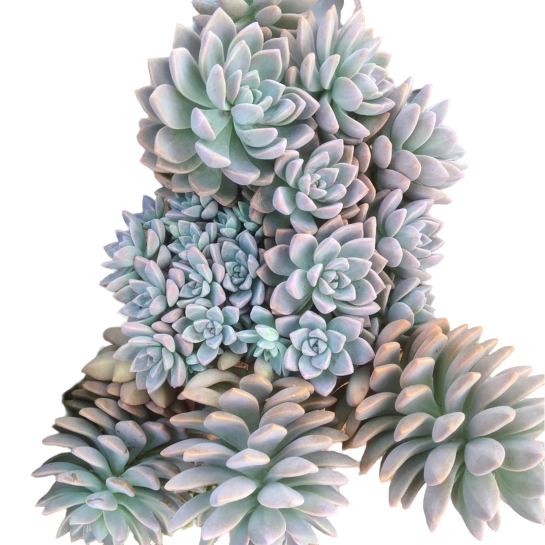 地栽淡雪25 左右 好看好养室内外 盆栽绿植多肉植物