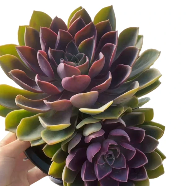 琼斯2颗新手必拍  耐寒耐热多肉植物云南昆明发货