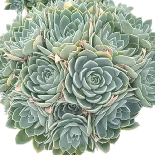 三色堇2颗 耐寒耐热多肉植物云南昆明发货瑕疵不售后