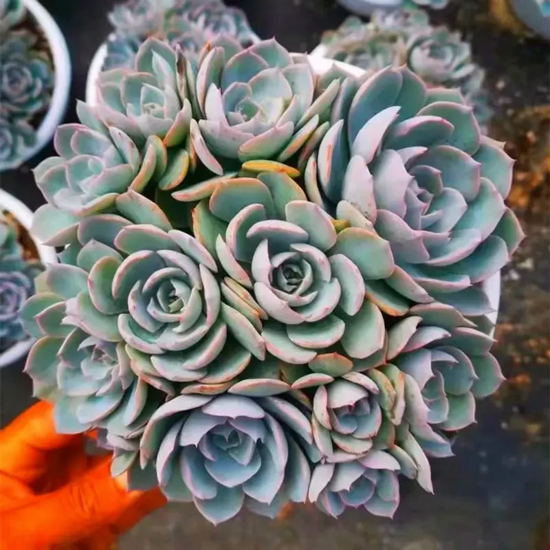 蓝石莲120杯   新手必拍耐寒耐热多肉植物昆明发货