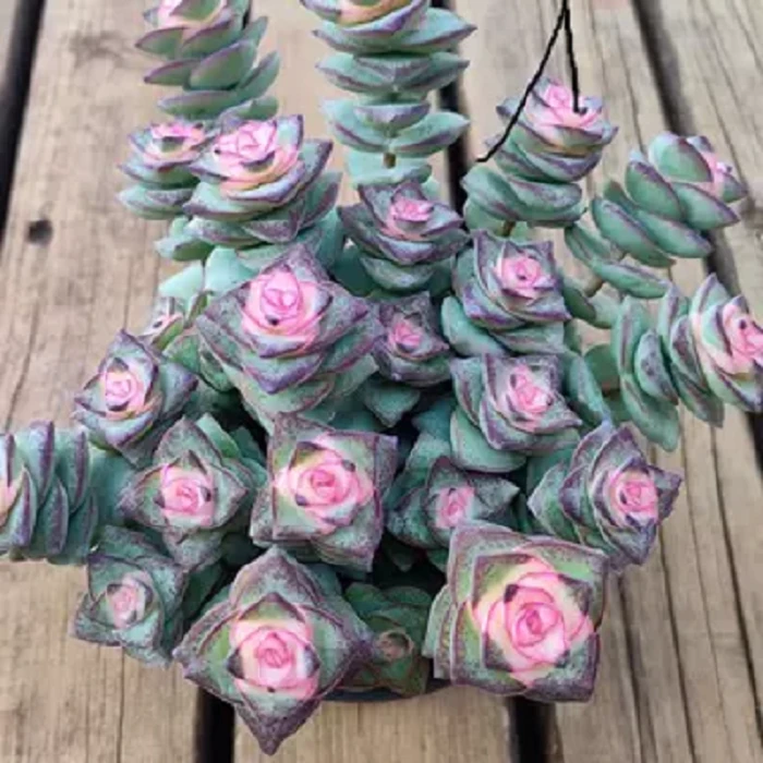 钱多多 新手必拍 好看好养耐寒耐热多肉植物云南昆明发货