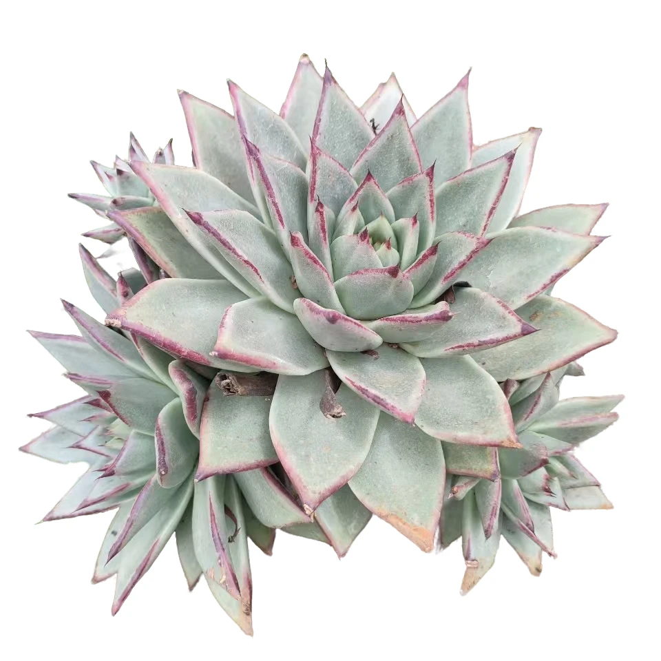 地栽单头乌木  必拍  好看好养盆栽室内室外多肉植物