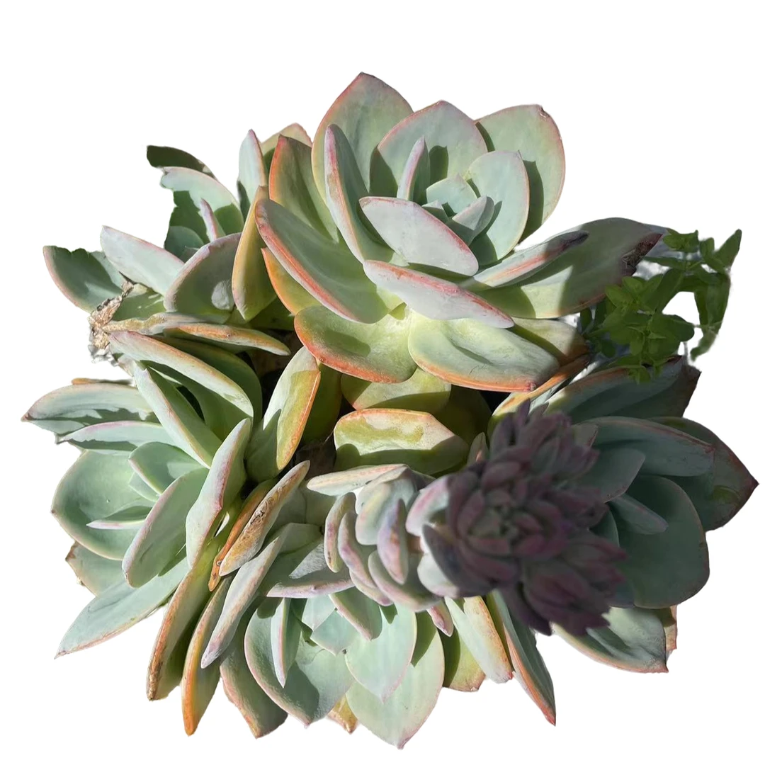 【外播地栽血凤 】好看好养盆栽绿植室内室外耐寒耐热多肉植物
