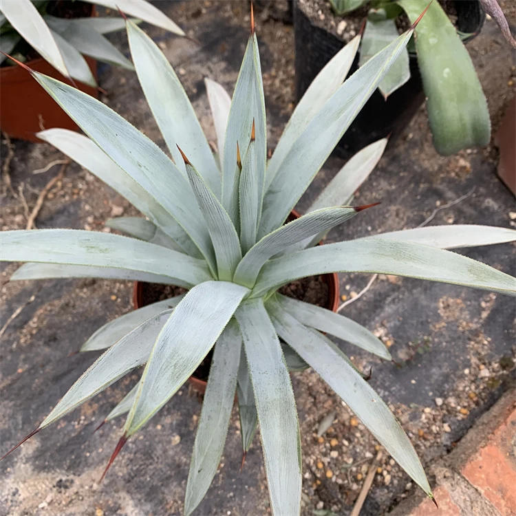 冥王龙舌兰多肉植物盆栽花卉 绿植盆栽 易养好活室内外客厅办公室