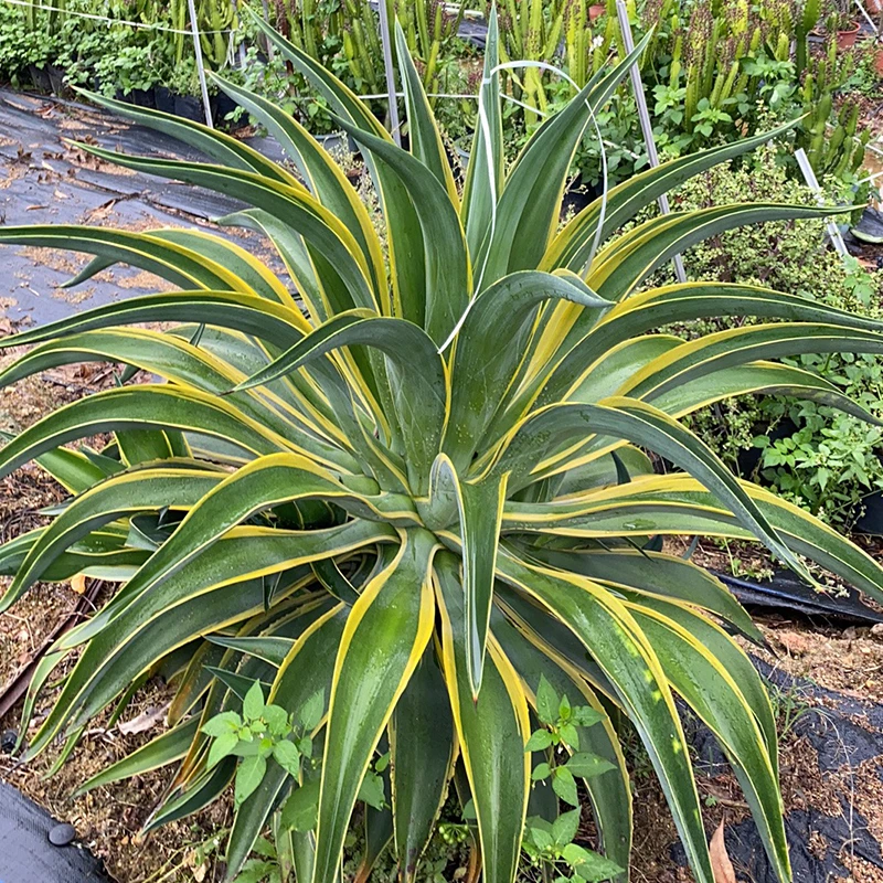 黑夜叉绿植盆栽办公室绿植物特色绿化金边银边龙舌兰母夜叉多肉植