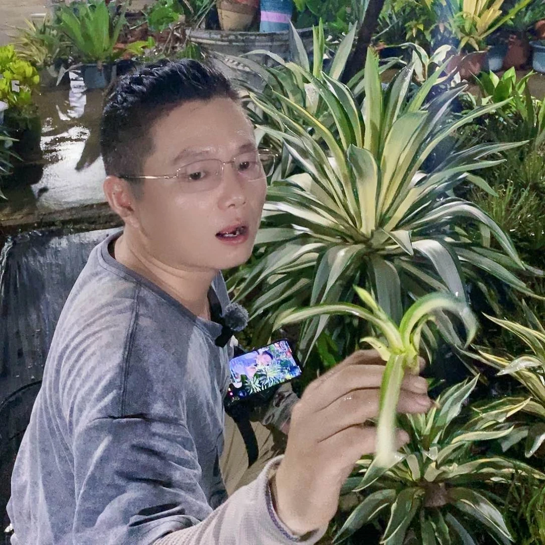 鹦鹉嘴白中斑侧芽