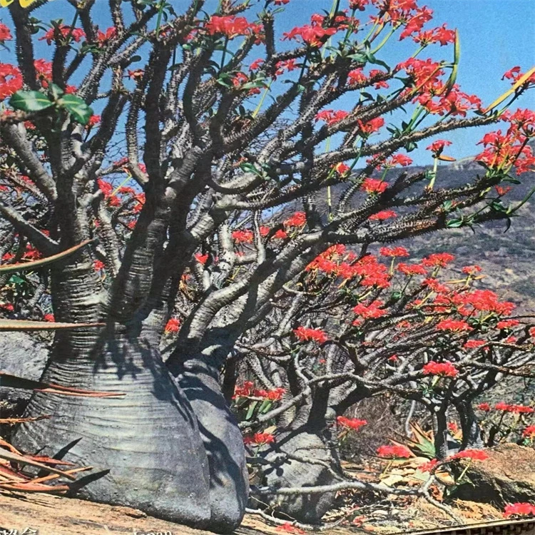 实生温莎瓶干 巴氏棒槌树属夹竹桃科 巴诺妮块根绿植一物一拍可挑