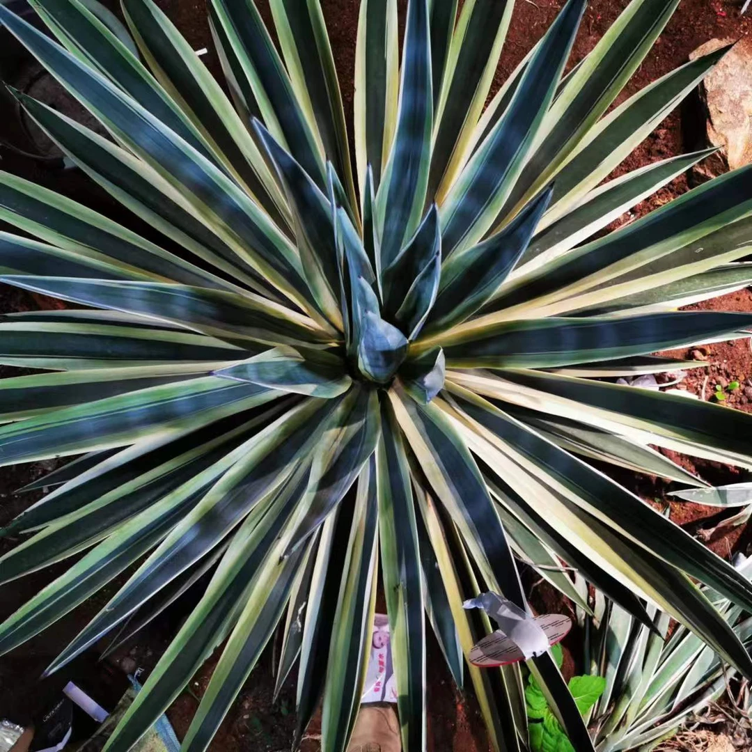 萨维娜大型龙舌兰易活耐旱耐寒造景美观大气庭院造景美观送人