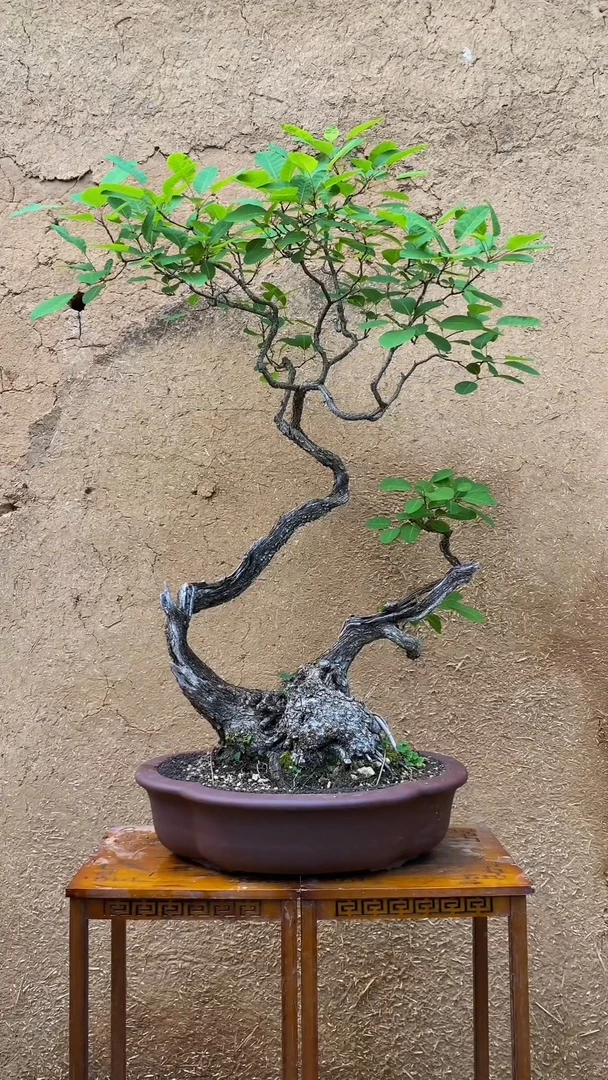 黄芦,盆景素材,直播间一物一拍,不包邮老桩