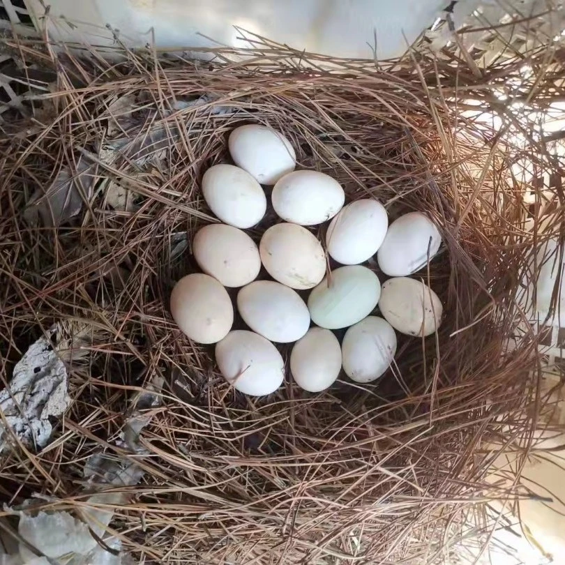 鹊山鸡蛋，当天的蛋发顺丰快递，香嫂子家