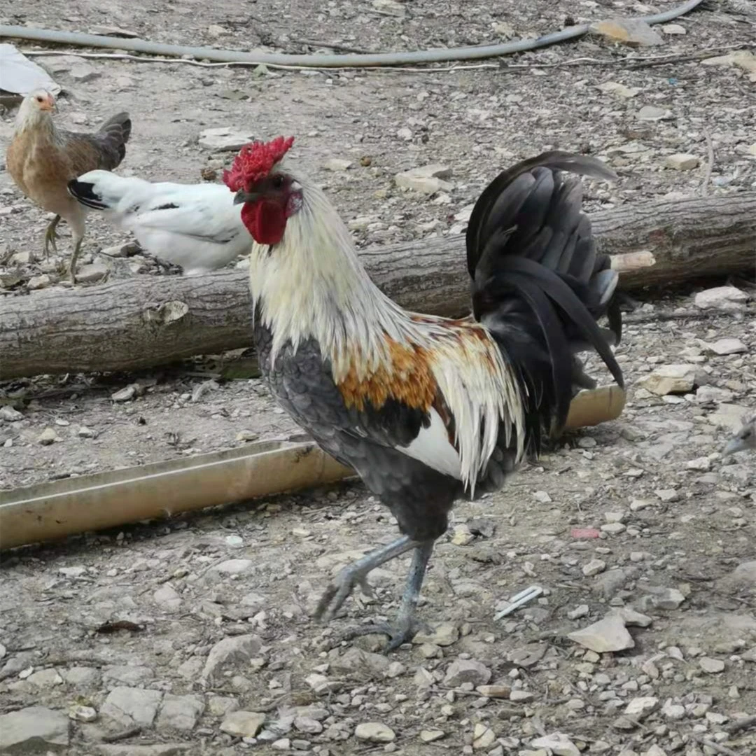 40天脱温鹊山鸡