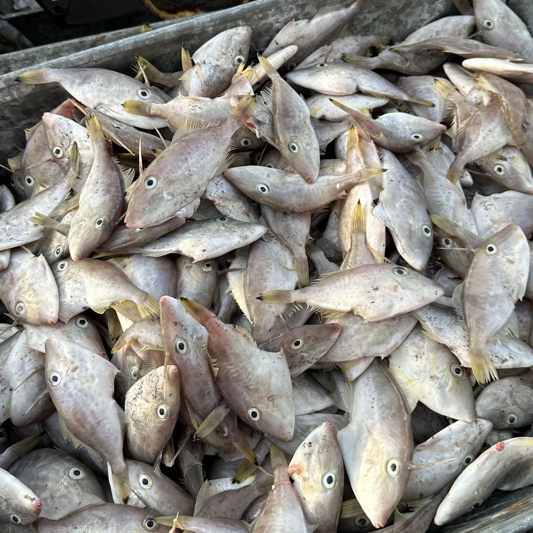 阳江本港猪哥迪/剥皮鱼/网洋/不过夜当天现货当天清