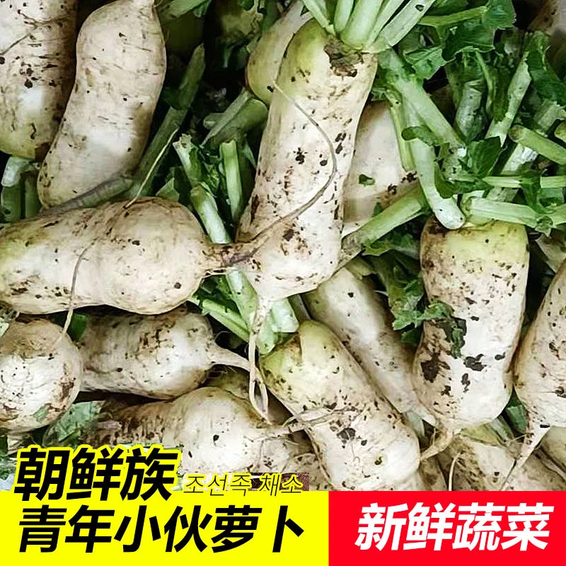 【新鲜蔬菜】青年小伙萝卜 朝鲜族韩式泡菜用脆爽小白萝卜产地直发