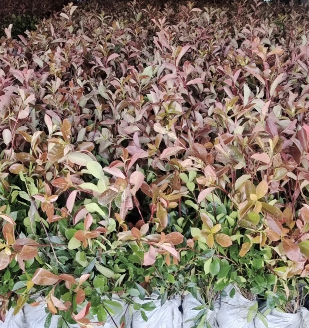 红叶石楠苗火焰红树苗篱笆围墙植物球绿化工程色块苗庭院四季耐寒