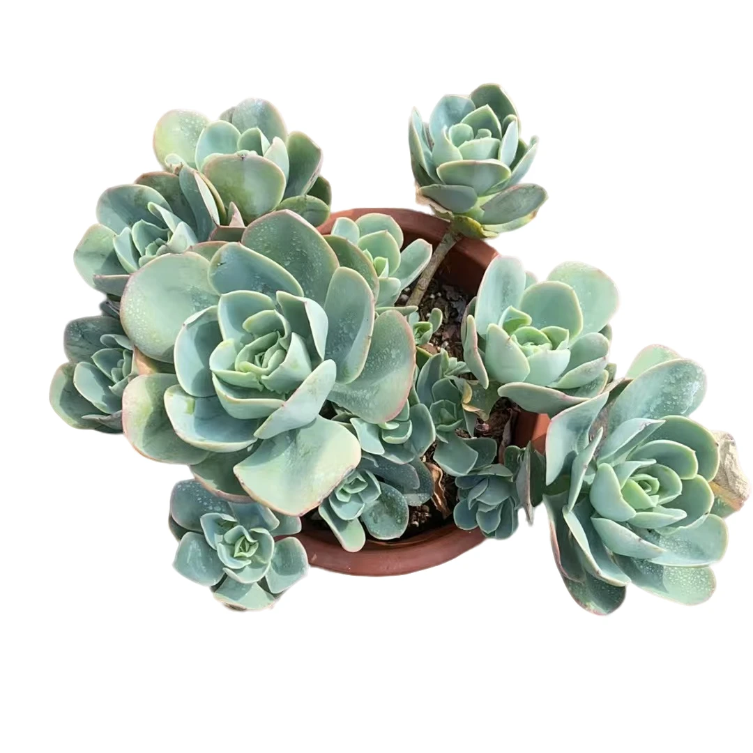 精品多肉【地栽大号骑兵碧桃】20-30公分，轻微断枝不售后