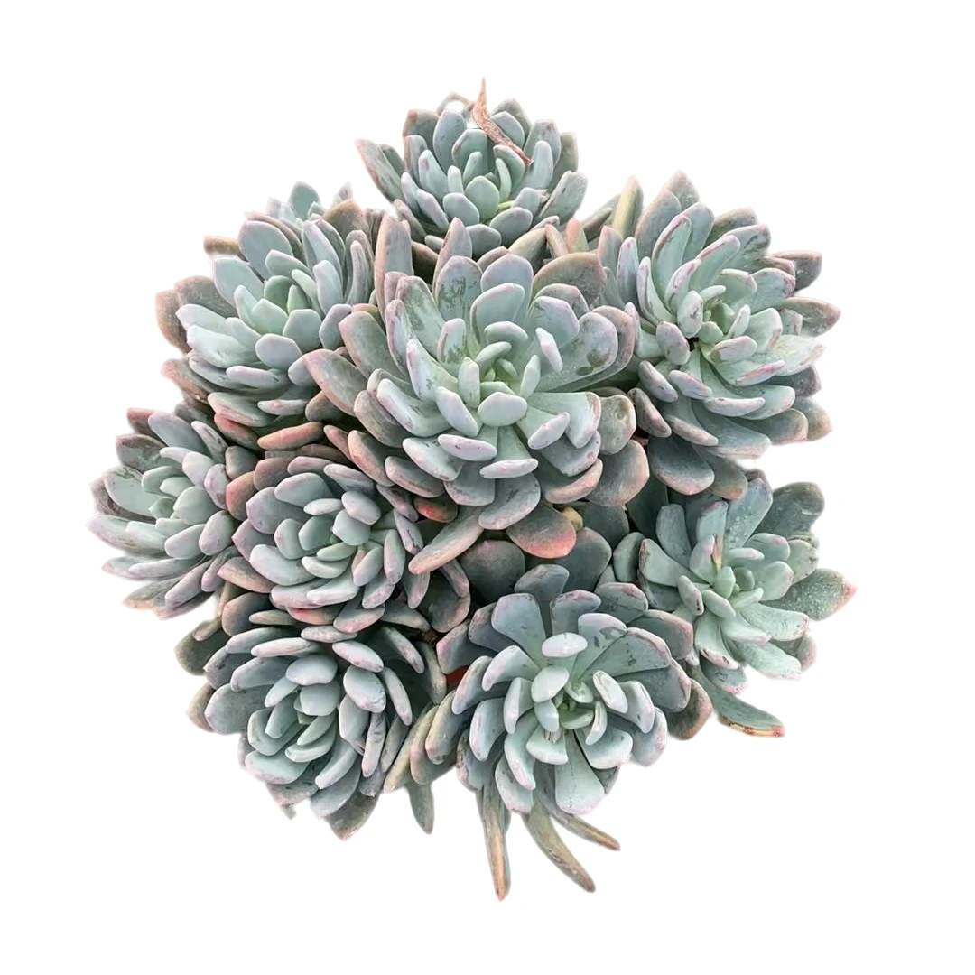 精品多肉【大冠幅灰姑娘】新手家庭空气净化植物