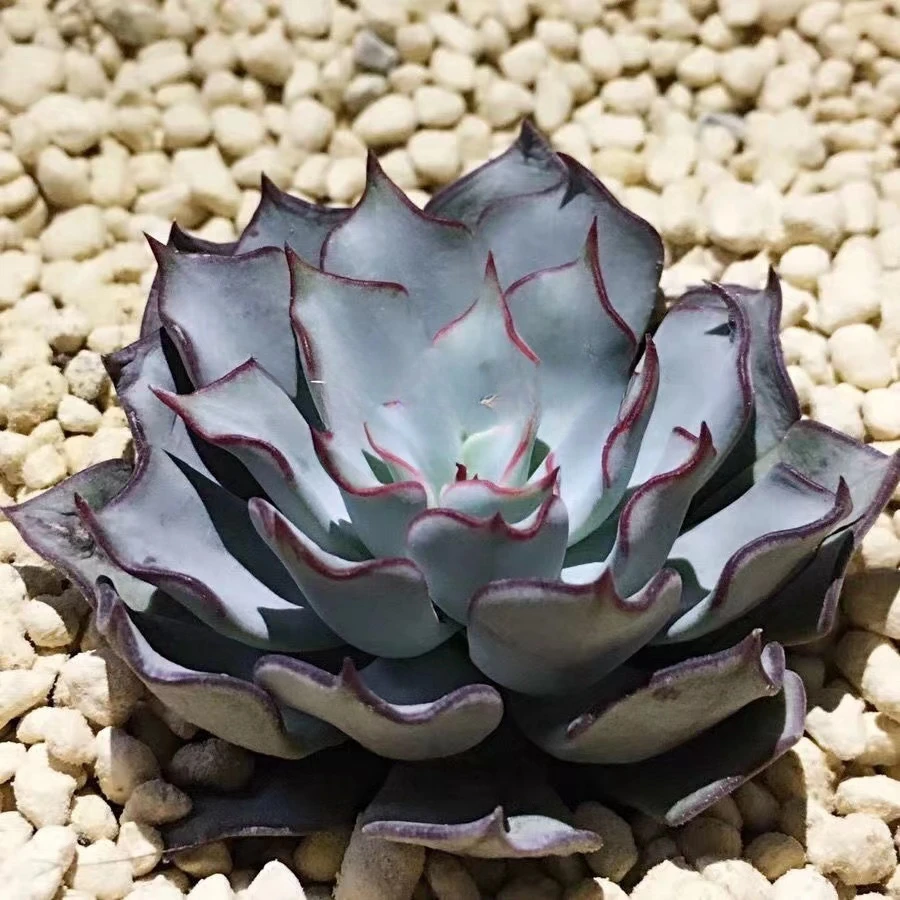 剑司诺娃肉肉植物特价四季包邮多肉植物剑斯诺娃迷你盆栽出色度好