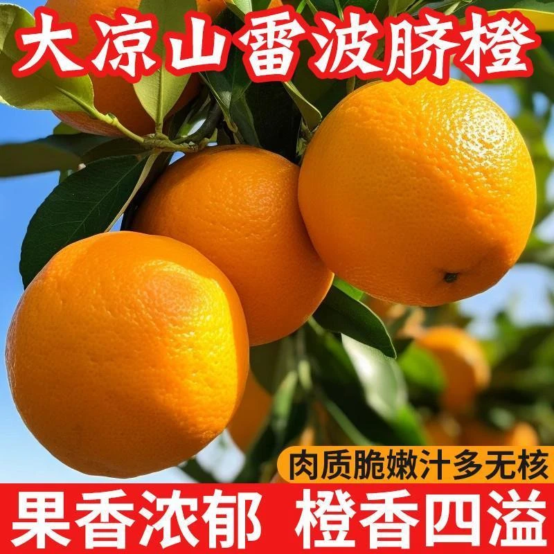 【青青】新鲜应季当季大凉山橙子雷波脐橙新鲜现摘四川脐