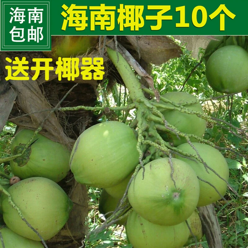 【青青】海南椰子椰青5个6个带皮椰子文昌三亚新鲜水果椰子现摘嫩大