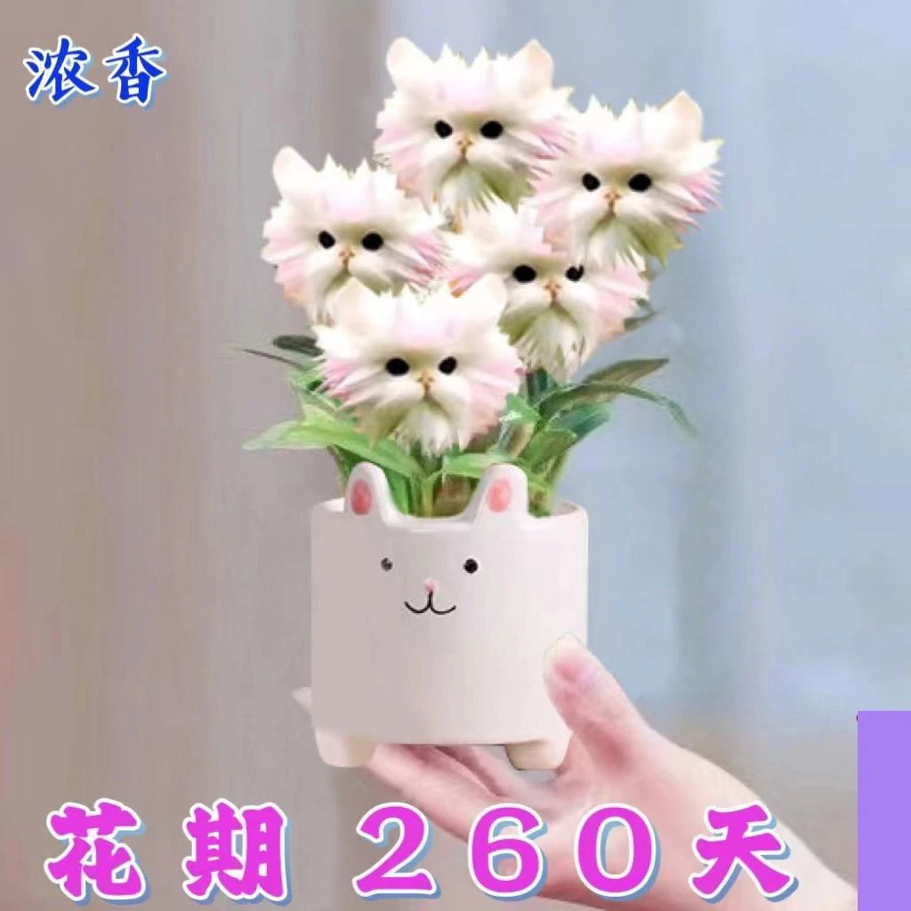 【新奇花卉】浓香花卉大花猫脸兰阳台室内花卉四季开花除甲醛植物