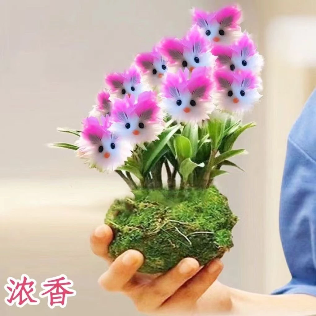 新品浓香花卉大花猫脸兰阳台盆栽植物室内花卉绿植四季开花除甲醛