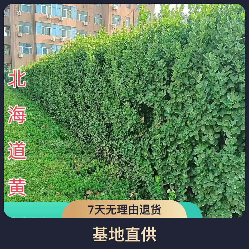 北海道黄杨冬青苗四季常青绿化庭院围墙围栏绿植篱笆植物大叶耐寒