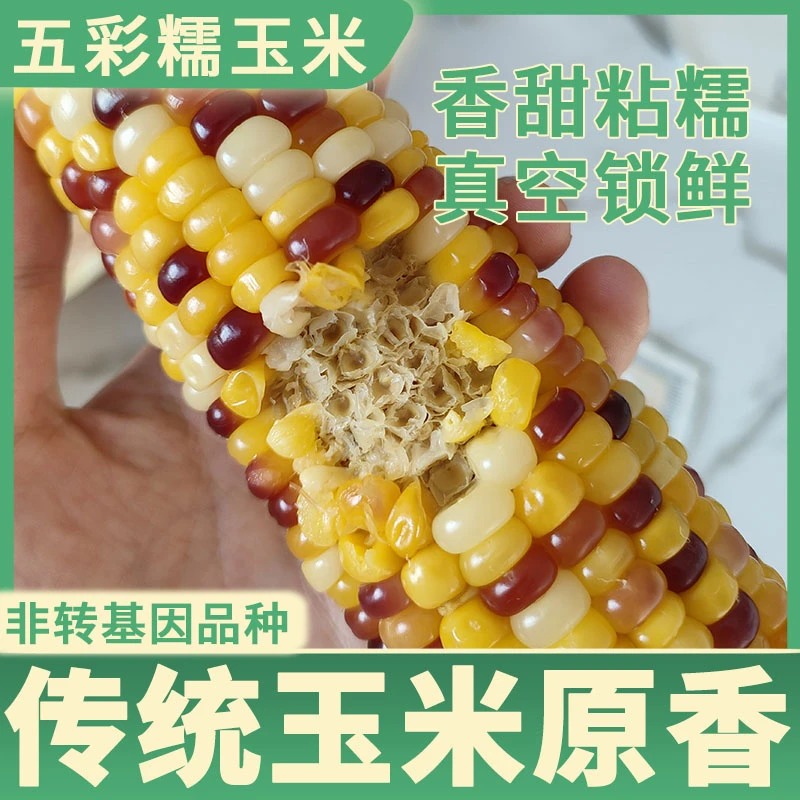 伊甜伊糯  五彩糯玉米 鲜香软糯 220g/根 8根/箱