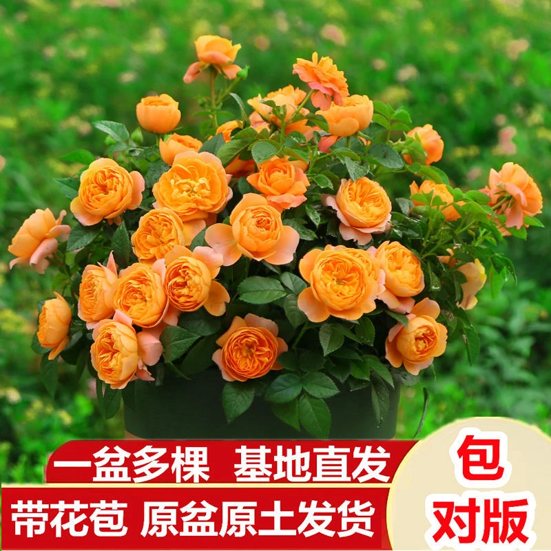 果汁阳台【婷彩】四季开花苗月季玫瑰花盆栽带花苞盆栽阳台基地直播