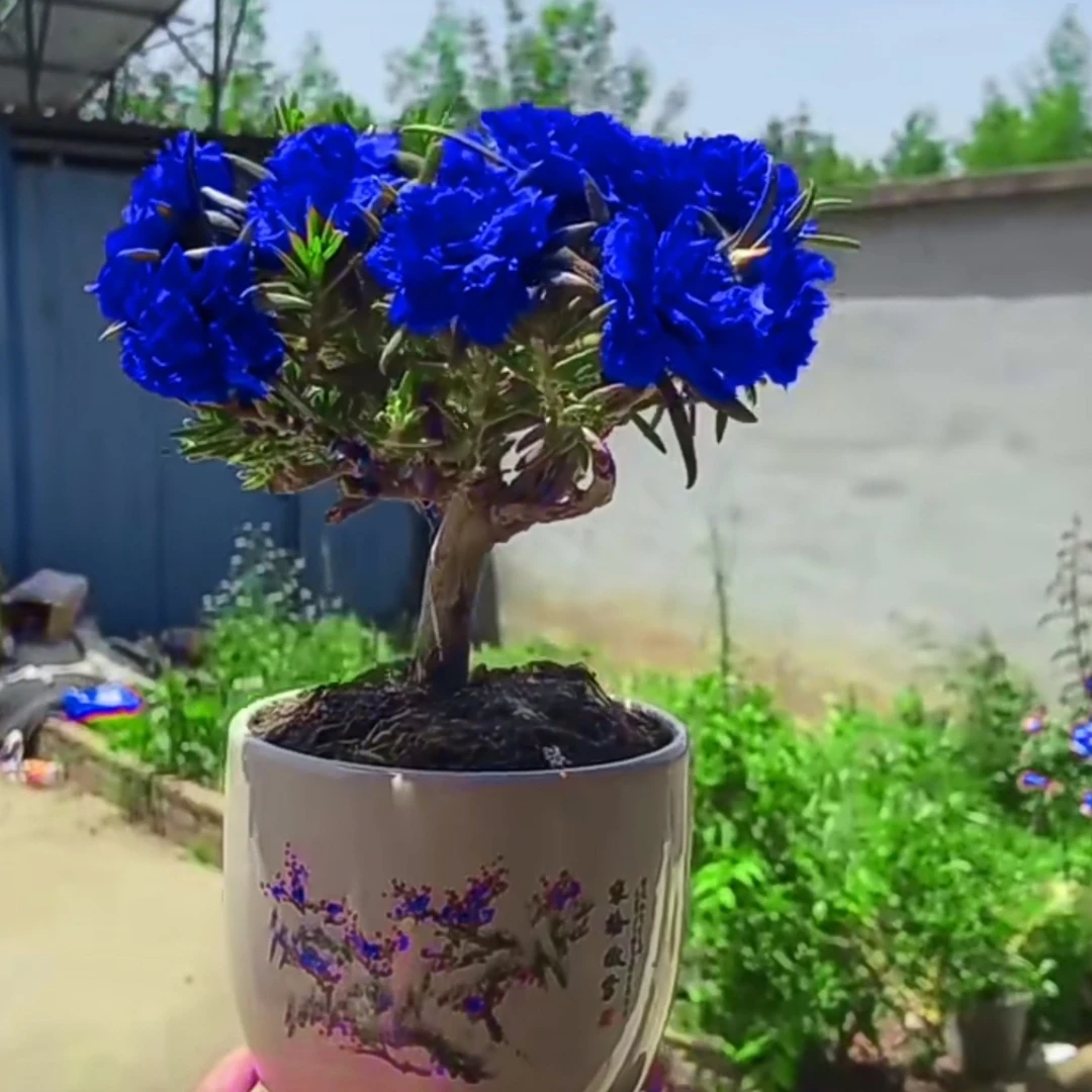 [买一送一]多年生重瓣太阳花阳台庭院盆栽地栽老桩苗