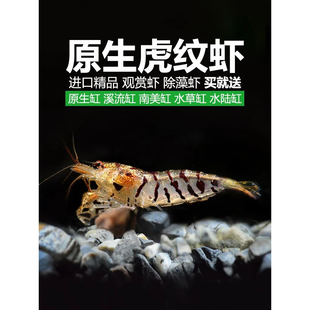 买一送5 观赏虾套餐虎纹虾 除藻虾 工具虾清洁虾黑壳虾原生虾包邮