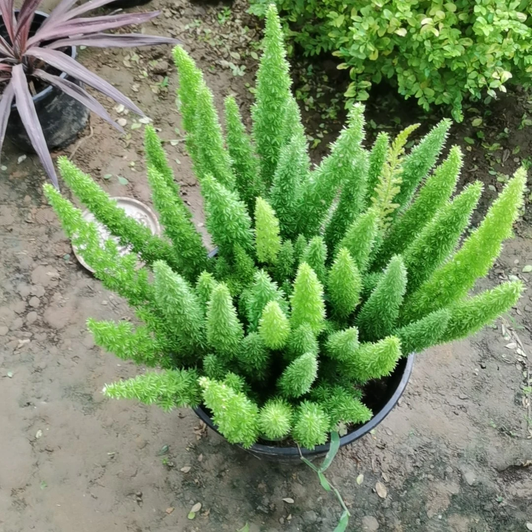 狐尾天门东  庭院花镜植物四季常青 盆栽地栽 耐热耐寒