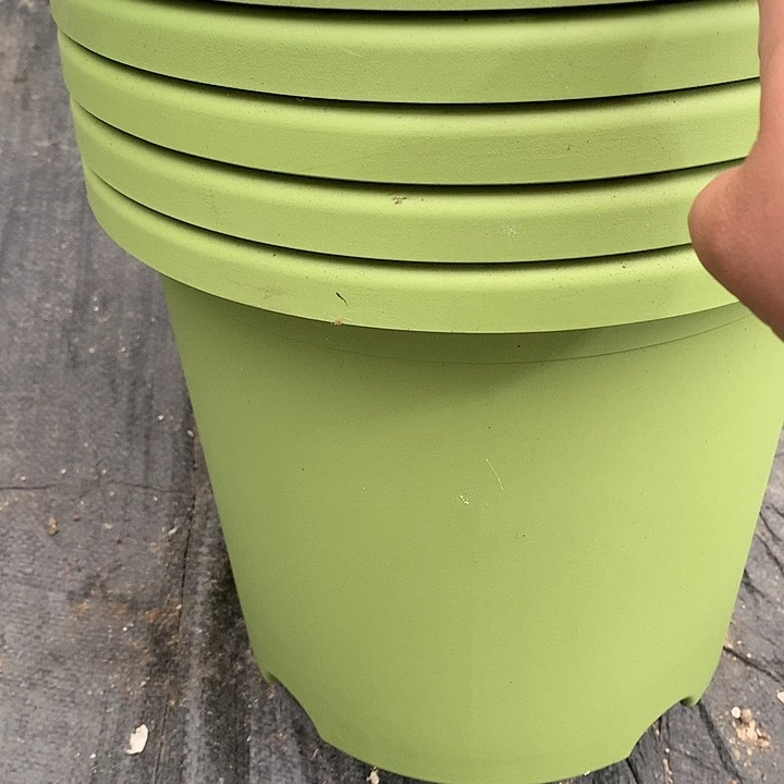 红陶20CM（含）-50CM（不含）29口果绿无托6个微瑕