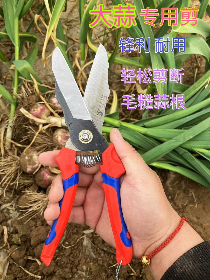 精品大蒜专用剪，耐用耐磨省力，快捷便利。