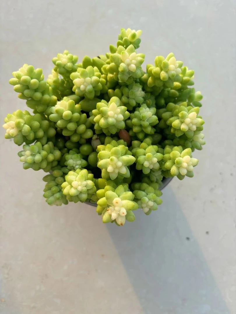 雪花玉坠 室内美观 (两单包邮）带盆土发