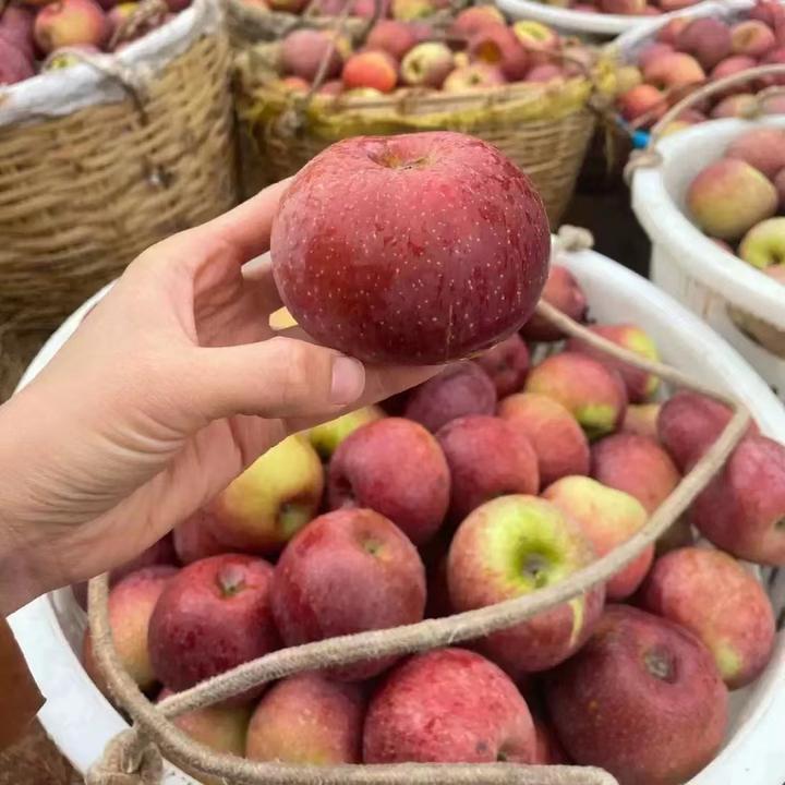 大凉山盐源冰糖心丑苹果5斤包邮 现摘现发 脆甜多汁