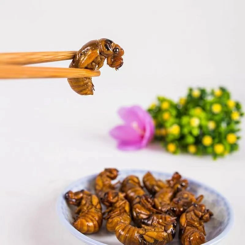 2025新鲜活体蝉速冻结了龟爬叉猴非即食蚕蝉蛹顺丰包邮