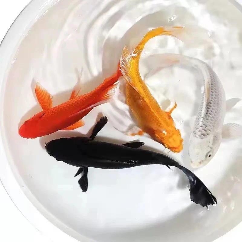 【四条】15-17CM四季发 冷水锦鲤草金萌宠冷水鱼