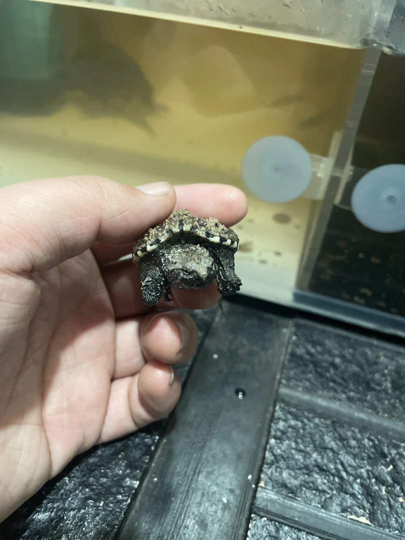 宠物龟观赏龟鳄